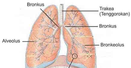 Alveolus merupakan sebutan lain untuk